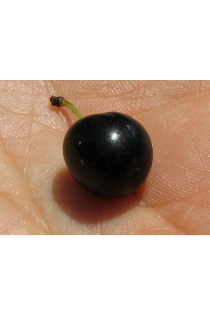 Слива приземиста Депресса на штамбі ягоди